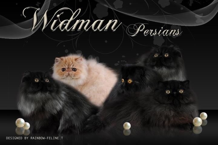 Widman Persians